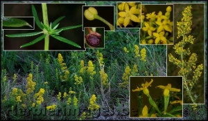 Sanziene galbene-Galium verum  - Img 3