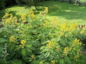 Siminichia-Cassia angustifolia