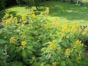 Siminichia-Cassia angustifolia - Img 4
