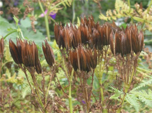 Smirna-Myrrhis odorata