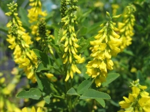 Sulfina-Melilotus officinalis