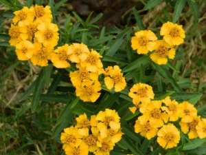 Tarhon Mexican-Tagetes Lucida - Img 2
