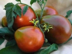 Tomate Black Truffle - Img 2