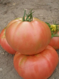 Tomate Rozov Blyan
