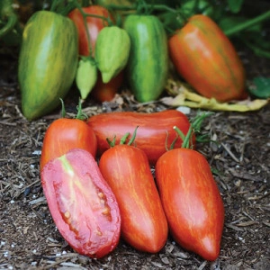 Tomate Speckled Roman - Img 4