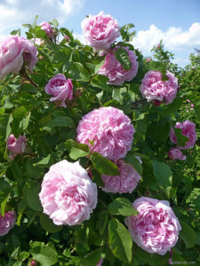 Trandafir de dulceata Jaques Cartier