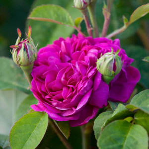 Trandafir de dulceata Rose de Rescht