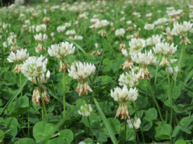 Trifoi alb pitic-Trifolium repens
