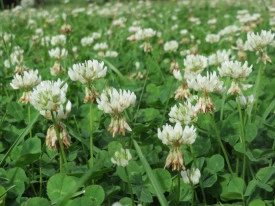 Trifoi alb pitic-Trifolium repens - Img 5