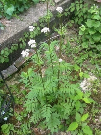 Valeriana-Valeriana officinalis - Img 3