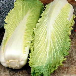 Varza china Michihili