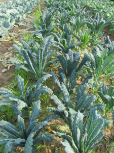 Varza kale Nero di Toscana