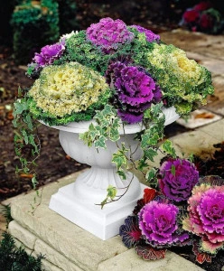 Varza ornamentala mix