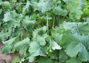 Varza Siberian Kale - Img 5