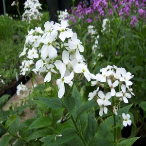 Violeta de noapte-Hesperis Matronalis Alba - Img 4