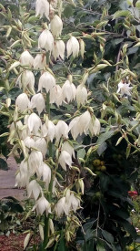 Yucca filamentosa