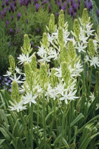Zambila Indiana-Camassia Caerulea Alba - Img 2