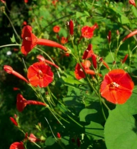 Zorele-Ipomoea Hederifolia Orange - Img 4