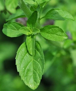  Busuiocul cerbilor-Mentha pulegium - Img 2