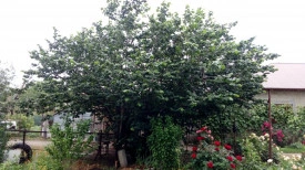Alun-Corylus avellana - Img 2