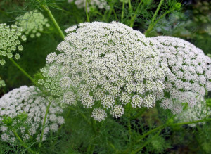 Ammi Visnaga-Marar salbatic
