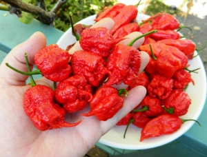 Ardei iute Carolina Reaper - Img 2