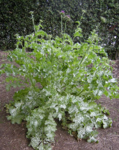 Armurariu-Silybum Marianum