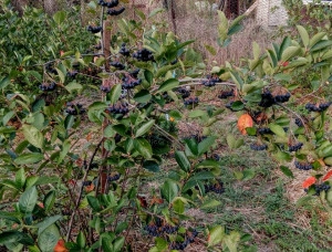 Aronia melanocarpa nero - Img 3