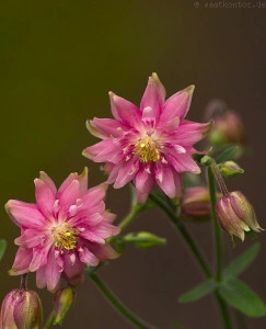 Caldarusa-Aquilengia vulgaris Rose Barlow - Img 3