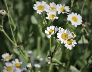 Calomfir-Tanacetum Balsamita - Img 4