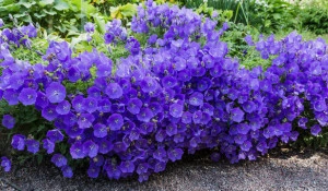 Campanula Carpatica blue