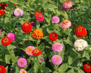Carciumareasa liliput mix
