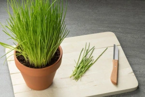 Ceapa de tuns-Chives - Img 2