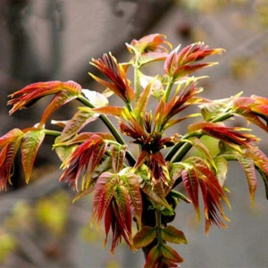 Cedru Chinezesc-Toona Sinensis - Img 5