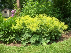 Creţişoara-Alchemilla Vulgaris - Img 3