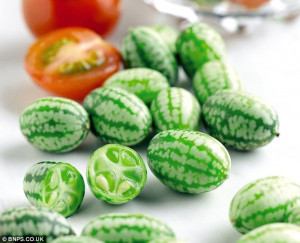 Cucamelon-Scabra Melothria