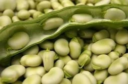 Fasole Bob-Vicia faba L. - Img 2