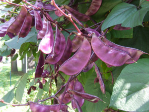 Fasole decorativa Dolichos Lablab Ruby Moon