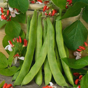 Fasolea Phaseolus coccineus - Img 2