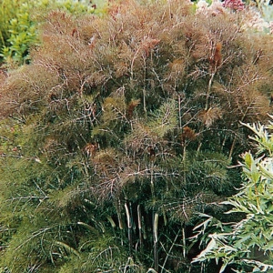 Fenicul Purpureum-Bronze fennel