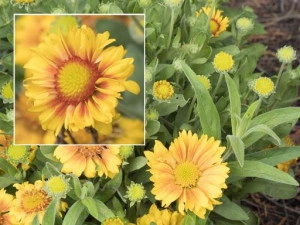 Gaillardia Aristata African Sunset  - Img 2