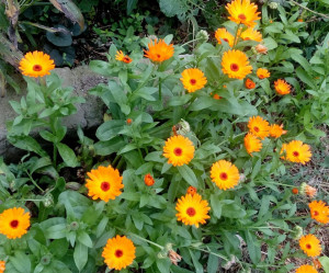 Galbenele-Calendula officinalis