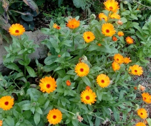 Galbenele-Calendula officinalis - Img 2