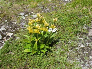 Gentiana Punctata - Img 5