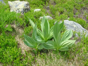 Ghintura-Gentiana lutea - Img 3