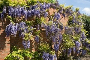 Glicina mov-Wisteria floribunda - Img 4