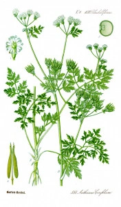 Hasmațuchi-Anthriscus cerefolium  - Img 5