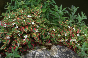 Houttuynia Cordata Cameleon