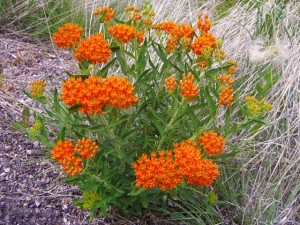 Iarba fluturilor-Asclepias tuberosa - Img 4