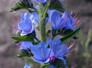 Iarba Sarpelui-Echium vulgare